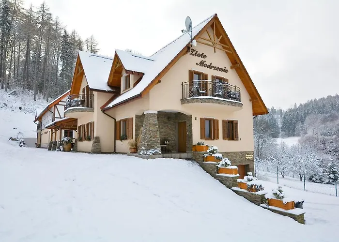 Zlote Modrzewie *